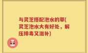 与灵芝搭配泡水的草(灵芝泡水大有好处，解压排毒又滋补)