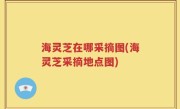 海灵芝在哪采摘图(海灵芝采摘地点图)