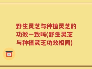 野生灵芝与种植灵芝的功效一致吗(野生灵芝与种植灵芝功效相同)
