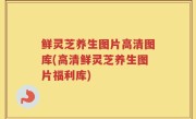 鲜灵芝养生图片高清图库(高清鲜灵芝养生图片福利库)