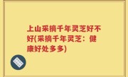 上山采摘千年灵芝好不好(采摘千年灵芝：健康好处多多)