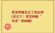 灵芝种植王三丫怎么样(王三丫：灵芝种植“大王”的秘籍)