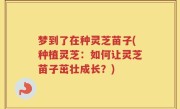 梦到了在种灵芝苗子(种植灵芝：如何让灵芝苗子茁壮成长？)