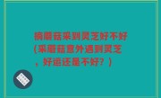 摘蘑菇采到灵芝好不好(采蘑菇意外遇到灵芝，好运还是不好？)