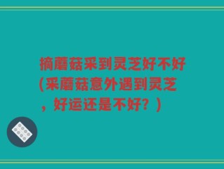 摘蘑菇采到灵芝好不好(采蘑菇意外遇到灵芝，好运还是不好？)