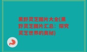 黑野灵芝图片大全(黑野灵芝图片汇总：探究灵芝世界的奥秘)