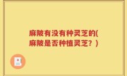 麻陂有没有种灵芝的(麻陂是否种植灵芝？)