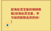 赶海捡灵芝蟹的视频教程(赶海捡灵芝蟹，学习如何抓取自然药材！)