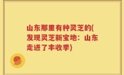 山东那里有种灵芝的(发现灵芝新宝地：山东走进了丰收季)