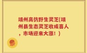 靖州高仿野生灵芝(靖州县生态灵芝收成喜人，市场迎来大涨！)