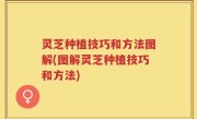 灵芝种植技巧和方法图解(图解灵芝种植技巧和方法)