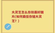 大灵芝怎么存放最好图片(如何最佳存储大灵芝？)