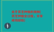 关于灵芝种植的视频(灵芝种植全过程，分享成功经验)