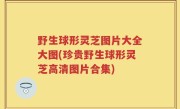 野生球形灵芝图片大全大图(珍贵野生球形灵芝高清图片合集)