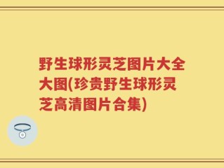 野生球形灵芝图片大全大图(珍贵野生球形灵芝高清图片合集)