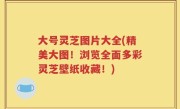 大号灵芝图片大全(精美大图！浏览全面多彩灵芝壁纸收藏！)