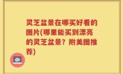 灵芝盆景在哪买好看的图片(哪里能买到漂亮的灵芝盆景？附美图推荐)