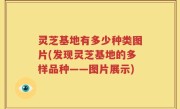 灵芝基地有多少种类图片(发现灵芝基地的多样品种——图片展示)