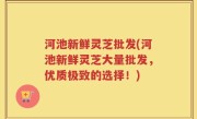 河池新鲜灵芝批发(河池新鲜灵芝大量批发，优质极致的选择！)