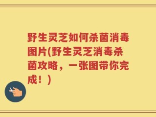 野生灵芝如何杀菌消毒图片(野生灵芝消毒杀菌攻略，一张图带你完成！)