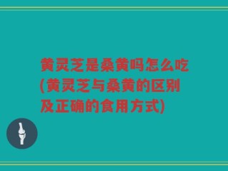 黄灵芝是桑黄吗怎么吃(黄灵芝与桑黄的区别及正确的食用方式)