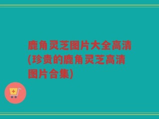 鹿角灵芝图片大全高清(珍贵的鹿角灵芝高清图片合集)