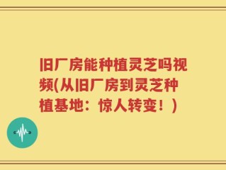 旧厂房能种植灵芝吗视频(从旧厂房到灵芝种植基地：惊人转变！)