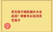 灵芝孢子摄影图片大全高清？哪里可以买到灵芝孢子