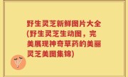 野生灵芝新鲜图片大全(野生灵芝生动图，完美展现神奇草药的美丽灵芝美图集锦)