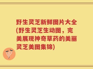 野生灵芝新鲜图片大全(野生灵芝生动图，完美展现神奇草药的美丽灵芝美图集锦)