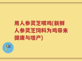 用人参灵芝喂鸡(新鲜人参灵芝饲料为鸡带来健康与增产)