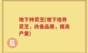 地下种灵芝(地下培养灵芝，改善品质，提高产量)
