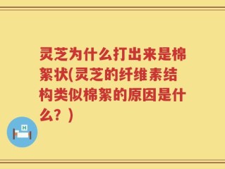 灵芝为什么打出来是棉絮状(灵芝的纤维素结构类似棉絮的原因是什么？)