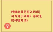 种植赤灵芝可入药吗(可否用于药用？赤灵芝的种植方法)