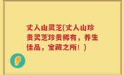 丈人山灵芝(丈人山珍贵灵芝珍贵稀有，养生佳品，宝藏之所！)