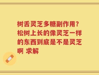 树舌灵芝多糖副作用？松树上长的像灵芝一样的东西到底是不是灵芝啊 求解