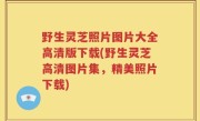 野生灵芝照片图片大全高清版下载(野生灵芝高清图片集，精美照片下载)