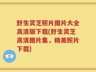 野生灵芝照片图片大全高清版下载(野生灵芝高清图片集，精美照片下载)