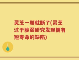 灵芝一掰就断了(灵芝过于脆弱研究发现拥有短寿命的缺陷)