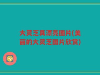 大灵芝真漂亮图片(美丽的大灵芝图片欣赏)