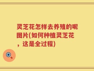 灵芝花怎样去养殖的呢图片(如何种植灵芝花，这是全过程)