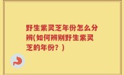 野生紫灵芝年份怎么分辨(如何辨别野生紫灵芝的年份？)