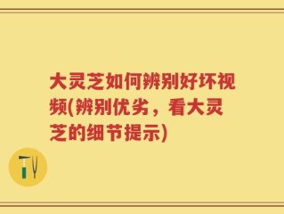 大灵芝如何辨别好坏视频(辨别优劣，看大灵芝的细节提示)