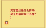 灵芝菌丝是什么样子(灵芝的菌丝长什么样？)