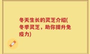冬天生长的灵芝介绍(冬季灵芝，助你提升免疫力)