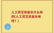 人工灵芝背面长什么样的(人工灵芝反面长啥样？)