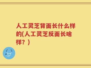 人工灵芝背面长什么样的(人工灵芝反面长啥样？)