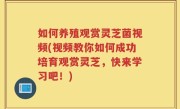如何养殖观赏灵芝菌视频(视频教你如何成功培育观赏灵芝，快来学习吧！)