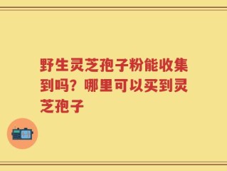 野生灵芝孢子粉能收集到吗？哪里可以买到灵芝孢子