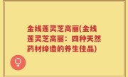 金线莲灵芝高丽(金线莲灵芝高丽：四种天然药材缔造的养生佳品)